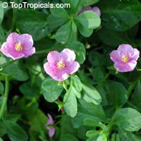 Talinum paniculatum,Talinum roseum, Portulaca paniculata, Jewels of Opar, Florida Spinach

Click to see full-size image