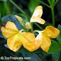 Crossandra infundibuliformis, Crossandra undulifolia Yellow, Yellow Crossandra