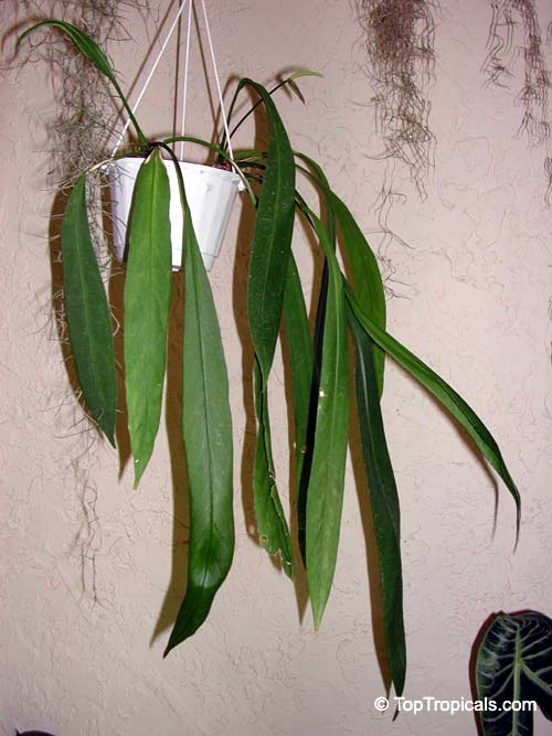 Anthurium vittarifolium, Anthurium