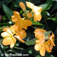 Crossandra infundibuliformis, Crossandra undulifolia Yellow, Yellow Crossandra