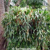 Platycerium coronarium, Stag's horn fern, Staghorn

Click to see full-size image