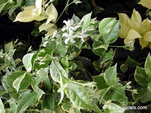 Trachelospermum jasminoides, Confederate Jasmine, Star Jasmine. Variegated form
