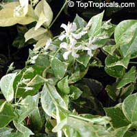 Trachelospermum jasminoides variegatum

Click to see full-size image