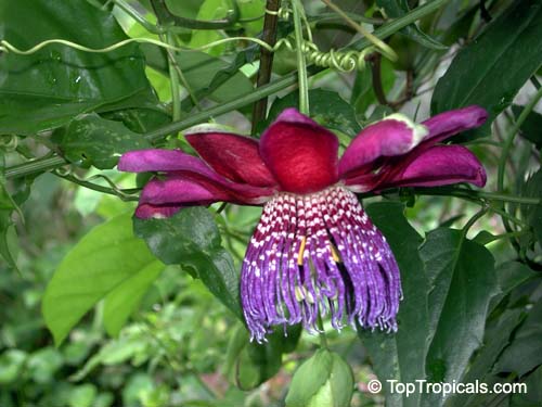 Passiflora sp., Passion Flower