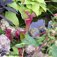 Sarracenia wrigleyana, Scarlet belle pitcher plant

Click to see full-size image
