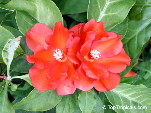 Perescia, Rose cactus, Wax rose - TopTropicals.com