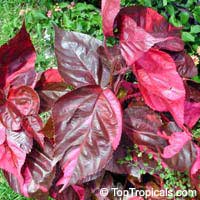 Acalypha wilkesiana, Fire Dragon Acalypha, Hoja de Cobre, Copper Leaf

Click to see full-size image
