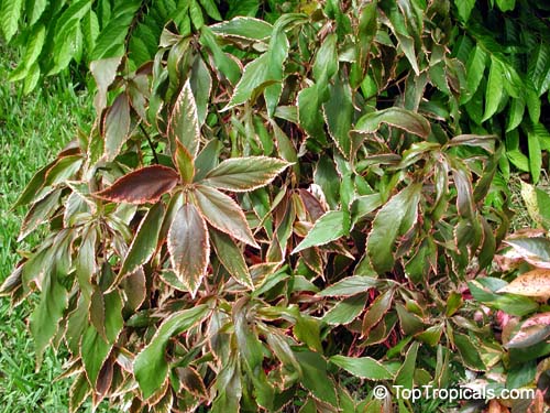 Acalypha godseffiana 'Heterophylla', Copper Leaf, Beefsteak Plant, Fire Dragon, Jacobs Coat