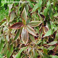 Acalypha godseffiana 'Heterophylla', Copper Leaf, Beefsteak Plant, Fire Dragon, Jacobs Coat

Click to see full-size image