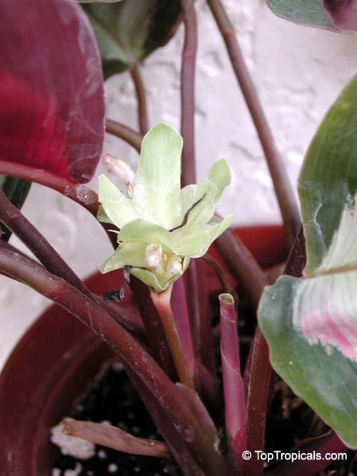 Calathea roseopicta, Calathea
