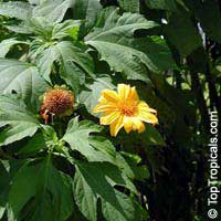 Tithonia diversifolia, Sunflower Tree, Tree Marigold, Wild Sunflower 

Click to see full-size image