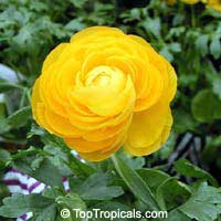 Ranunculus asiaticus, Persian Buttercup

Click to see full-size image