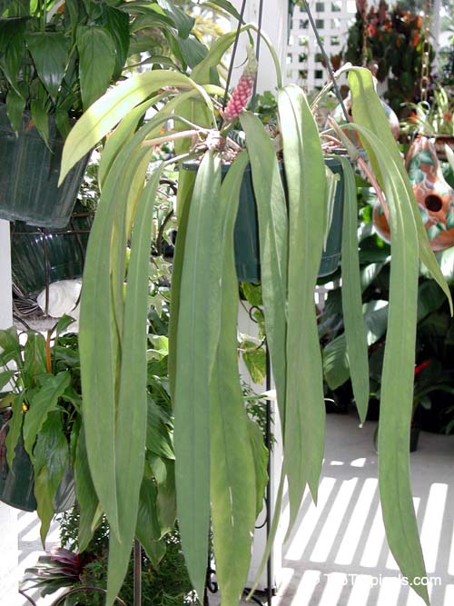 Anthurium vittarifolium, Anthurium