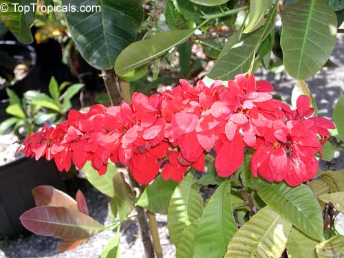 Warscewiczia ( Warszewiczia ) coccinea, Wild Poinsettia, Chaconia, Pride of Trinidad