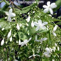 Wrightia religiosa, Echites religiosa, Sacred Buddhist, Wondrous Wrightia, Wild Water Plum, Water Jasmine

Click to see full-size image
