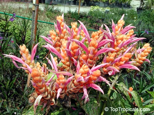 Aphelandra sinclairiana, Orange Shrimp plant, Coral Aphelandra, Panama Queen