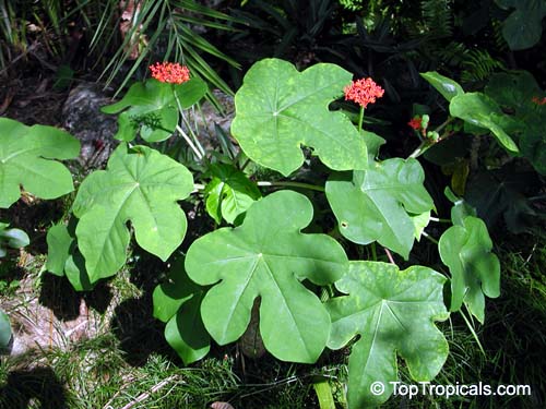 Jarak Bunting - Jatropha podagrica