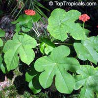 Jatropha podagrica, Gout Plant, Gout Stick, Gatemala Rhubarb