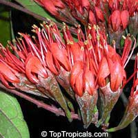 Combretum grandiflorum, Showy combretum

Click to see full-size image