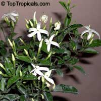 Jasminum tortuosum, African Jasmine, Perfume jasmine

Click to see full-size image