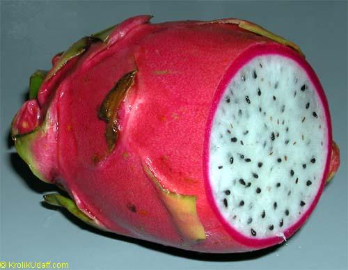 Dragon Fruit, White 'Vietnamese Jaina' (Hylocereus undatus)