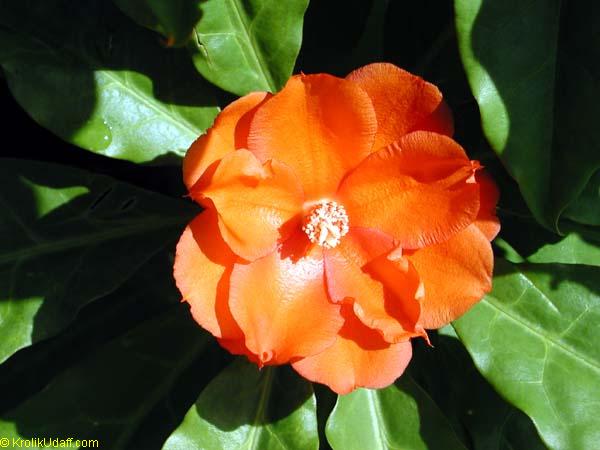 Leuenbergeria bleo, Pereskia bleo, Pereskia corrugata, Rose cactus, Wax rose, Perescia