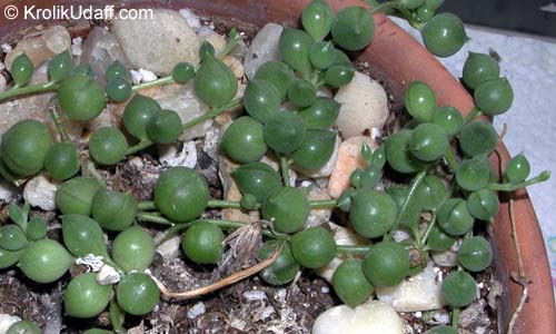 Curio rowleyanus, Senecio rowleyanus, String of pearls, String of peas, Bead Plant