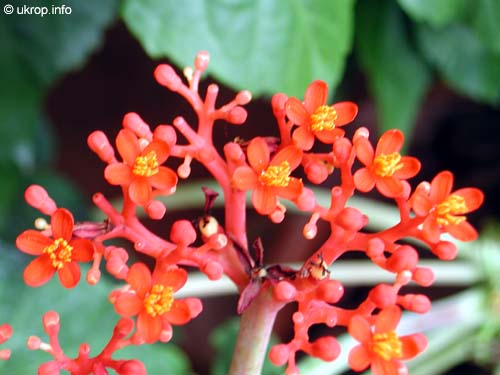 Jatropha podagrica