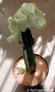 Euphorbia lactea cristata subf. variegata