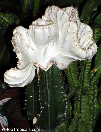 rare cactus exotic succulent cacti flowering seed 20 SEEDS Euphorbia neriifolia 