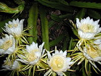 POWERS TO FLOWERS - EPIPHYLLUM LINGUA DI SUOCERA A FIORE GIGANTE ROSA,  CARPOBROTUS BIANCO, e PITAYA FRUTTO DEL DRAGO A POLPA ROSSA, vaso 12cm,  piante