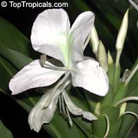 toptropicals.com