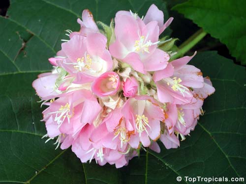 Dombeya wallichii, Dombeya x cayeuxii, Pink Ball Tree, Tropical Hydrangea