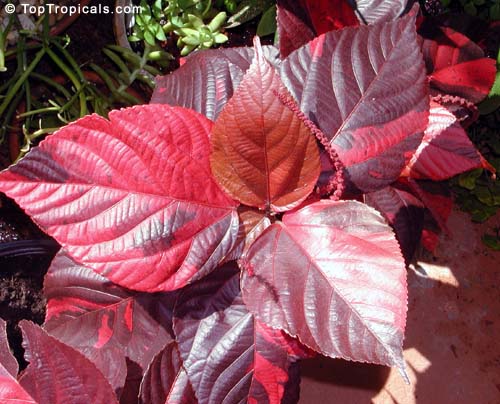 Acalypha wilkesiana, Fire Dragon Acalypha, Hoja de Cobre, Copper Leaf. Louisiana Red