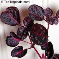 Iresine sp., Beefsteak Plant, Chicken Gizzard, Blood Leaf

Click to see full-size image