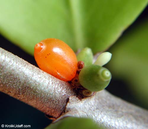 Hydnophytum formicarum, Ant Plant
