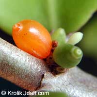 Hydnophytum formicarum, Ant Plant

Click to see full-size image