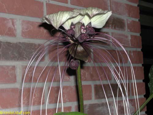 Tacca Bat Flower