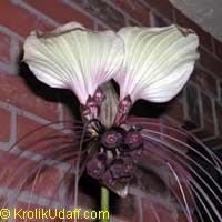 Tacca nivea, Tacca integrifolia, Bat Head Lily, Bat Flower, Devil Flower, White Tacca

Click to see full-size image