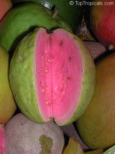 Psidium guajava Apfelguave Rote Guave Red Guava Apple-Guava 