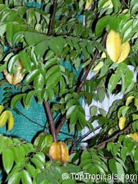Averrhoa carambola, Carambola, Starfruit, Five-finger, Balimbing

Click to see full-size image