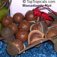 Macadamia integrifolia, Macadamia nut

Click to see full-size image