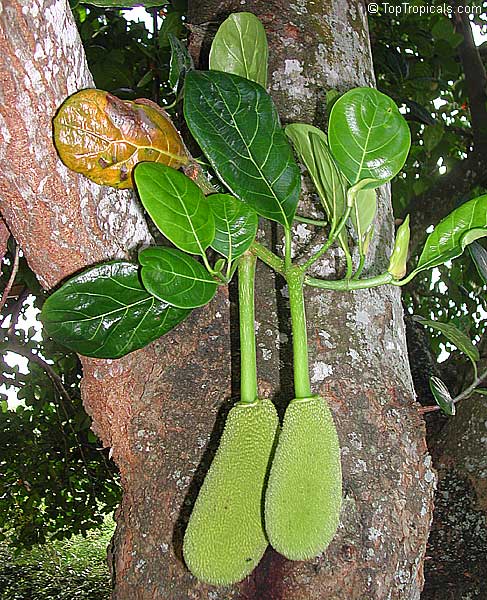 Artocarpus heterophyllus, Artocarpus integrifolius, Jackfruit, Jakfruit, Langka, Nangka, Jaca. Young fruit