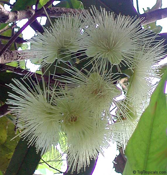 rose apple syzygium jambos