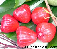 Syzygium malaccense, Eugenia malaccensis, Jambos malaccensis, Malay Apple, Macopa, Otaheite Apple, Pomarosa, Manzana

Click to see full-size image