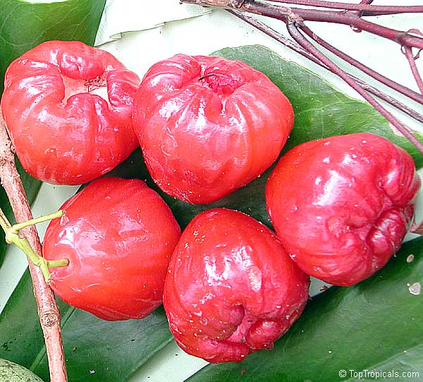 Syzygium malaccense, Eugenia malaccensis, Jambos malaccensis, Malay Apple, Macopa, Otaheite Apple, Pomarosa, Manzana