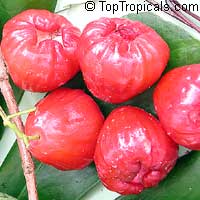 Syzygium malaccense (Малайского яблоко) - растение