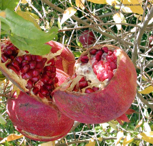 Pomegranate fruit tree variety Sirenevyi, Punica granatum