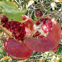 Punica granatum - Pomegranate var. Sirenevyi

Click to see full-size image