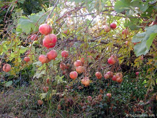 Pumegranate tree with fruit